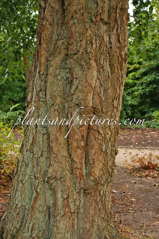 Alnus subcordata