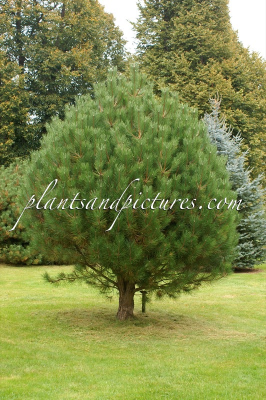 Pinus nigra subsp. pallasiana