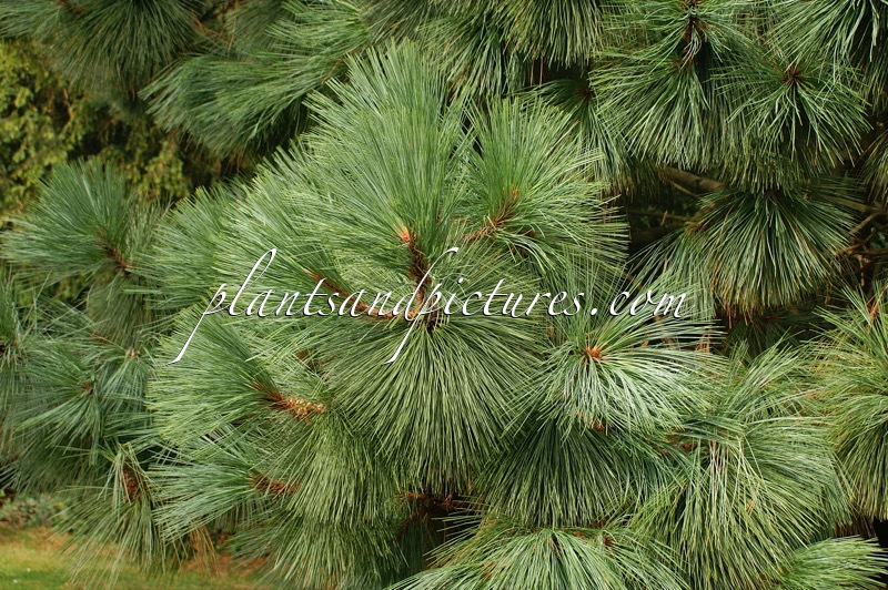 Pinus montezumae var. rudis