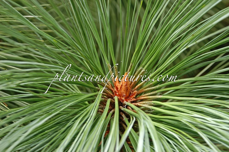 Pinus montezumae var. rudis