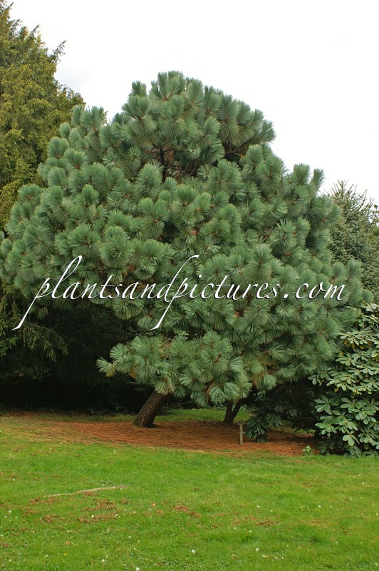 Pinus montezumae var. rudis