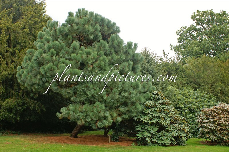 Pinus montezumae var. rudis