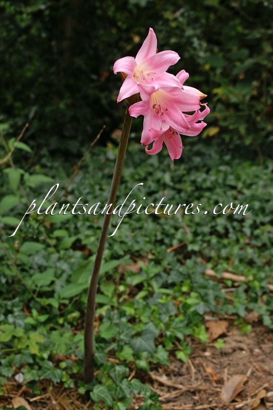 Amaryllis belladonna