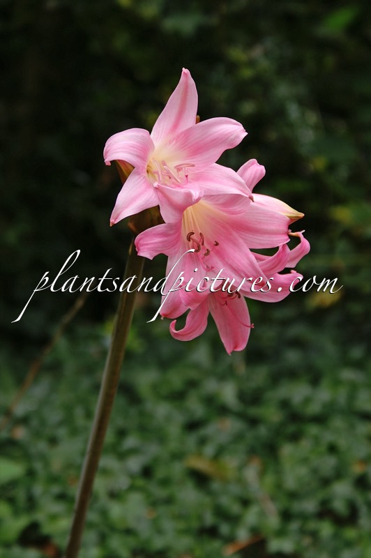 Amaryllis belladonna