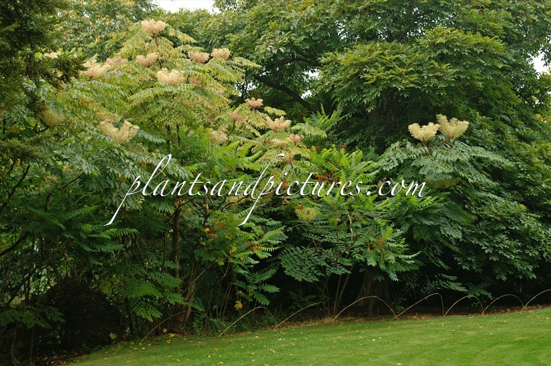 Aralia elata