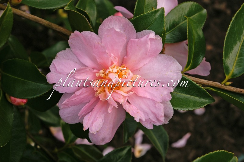 Camellia ‘Winter’s Dream’