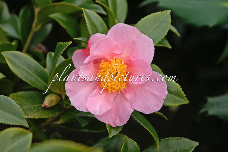 Camellia ‘Winter’s Star’