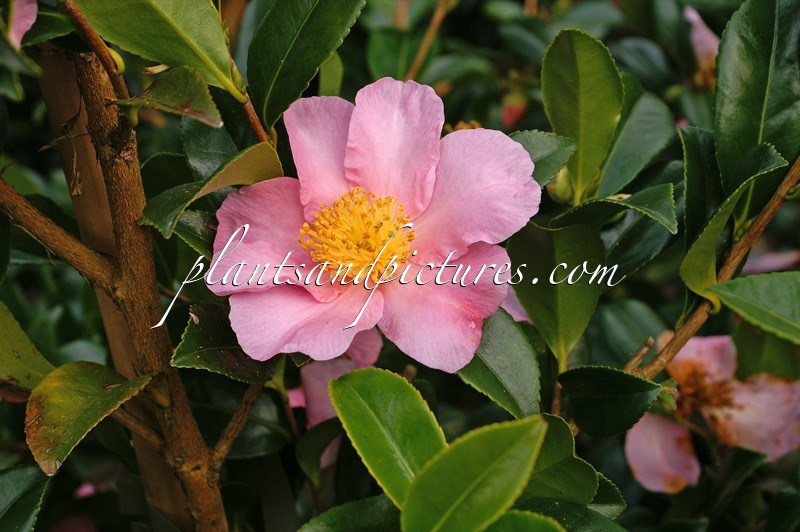 Camellia ‘Winter’s Star’