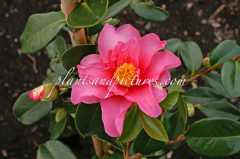 Camellia ‘Winter’s Fire’