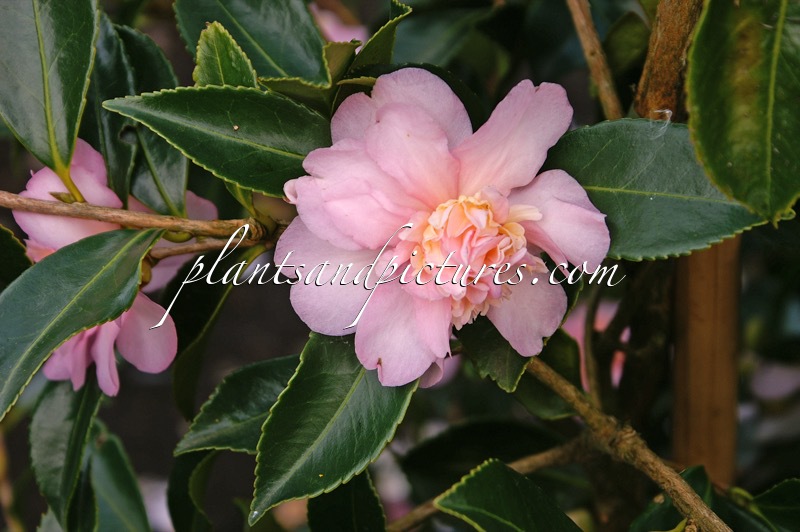 Camellia ‘Winter’s Interlude’