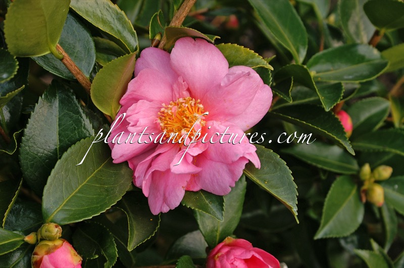 Camellia ‘Winter’s Joy’