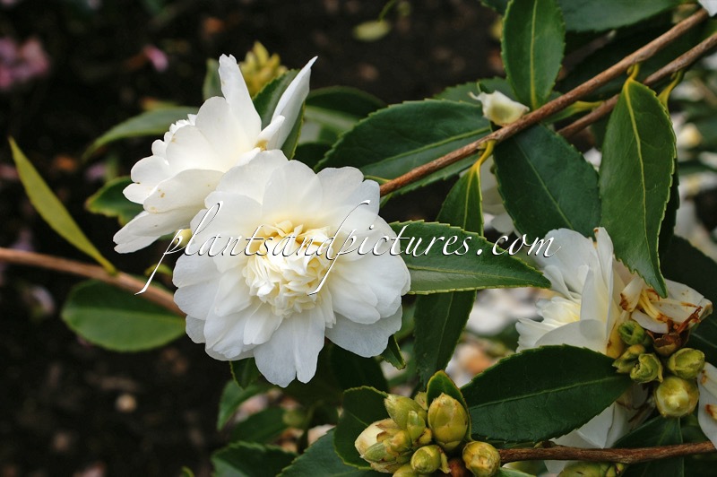Camellia ‘Snow Flurry’