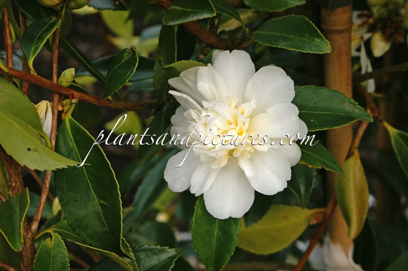 Camellia ‘Snow Flurry’
