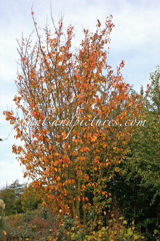 Prunus sargentii ‘Rancho’