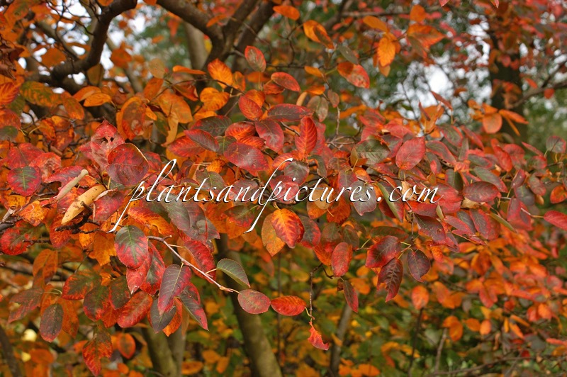 Amelanchier lamarckii
