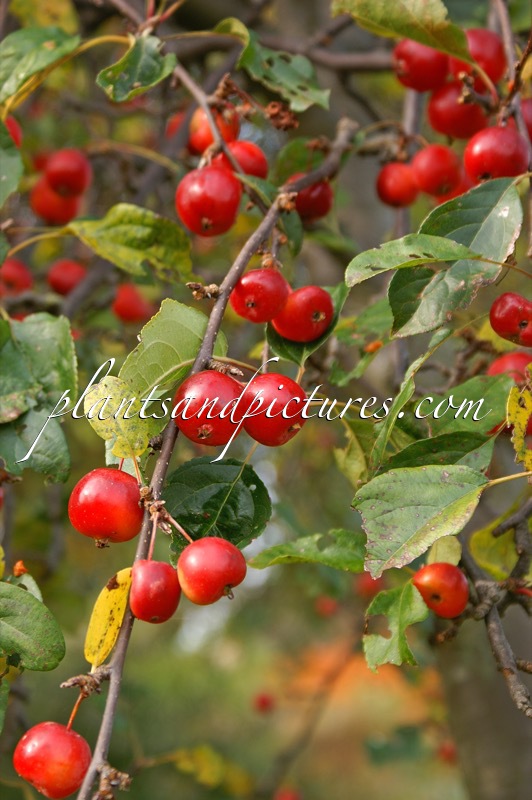 Malus ‘Gorgeous’