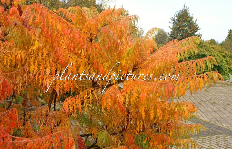 Rhus typhina ‘Dissecta’