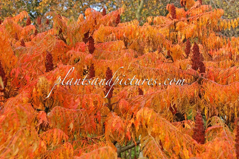 Rhus typhina ‘Dissecta’