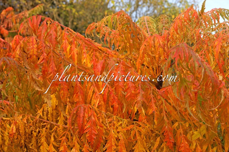 Rhus typhina ‘Dissecta’