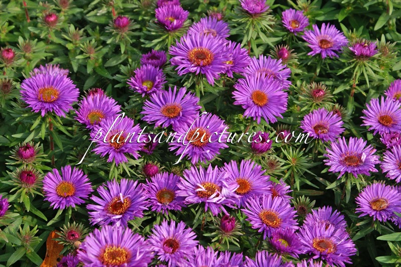 Aster novae-angliae ‘Purple Dome’