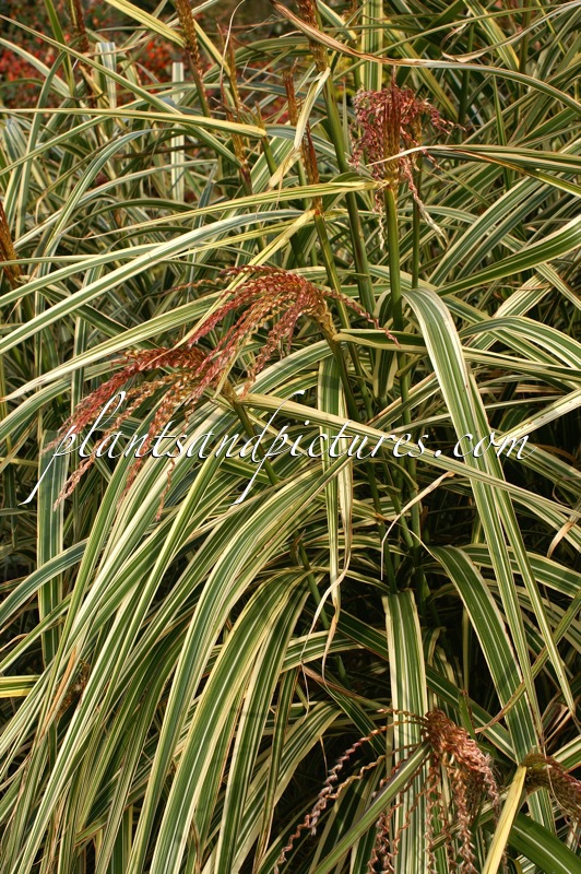 Miscanthus sinensis ‘Variegatus’