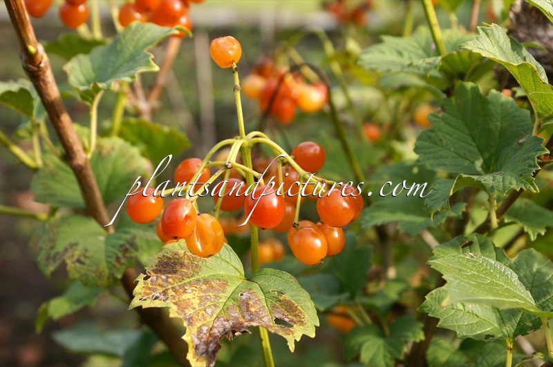 Viburnum opulus ‘Apricot’