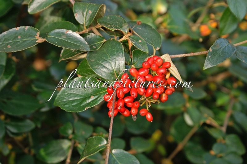 Viburnum burkwoodii ‘Annika’