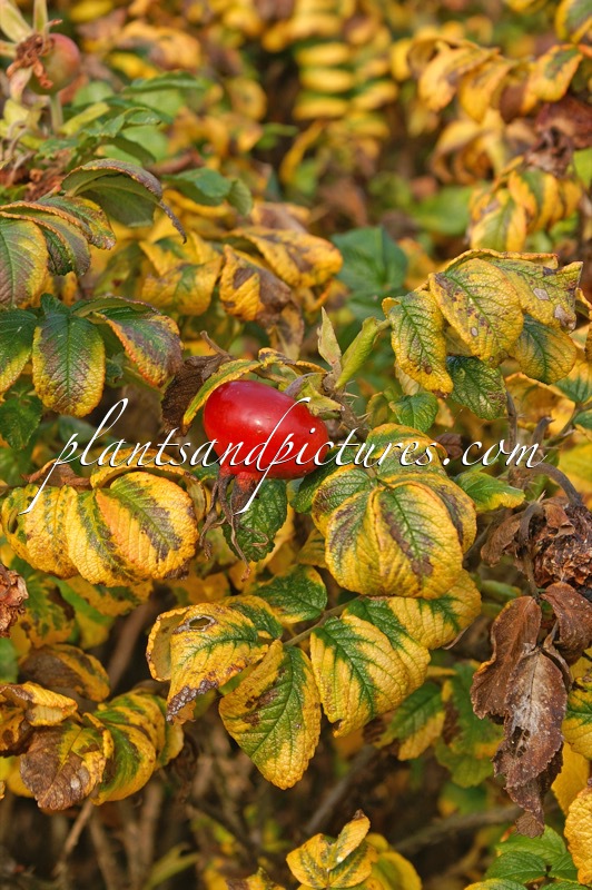 Rosa ‘Moje Hammarberg’