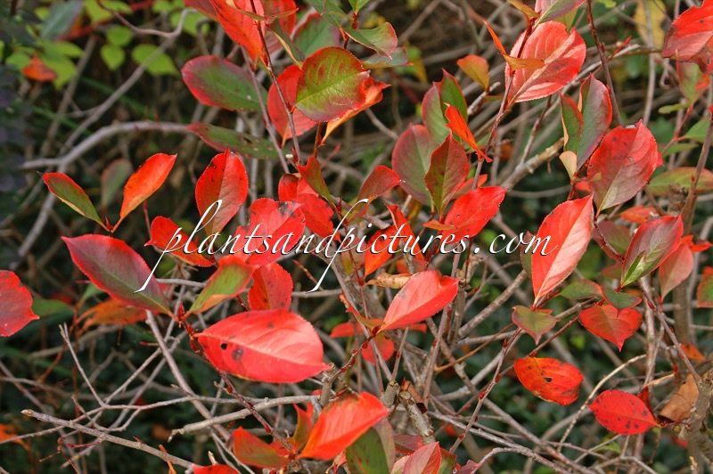 Aronia melanocarpa
