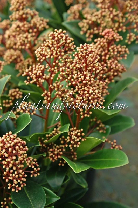 Skimmia japonica ‘Bonfire’