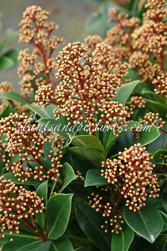 Skimmia japonica ‘Bonfire’