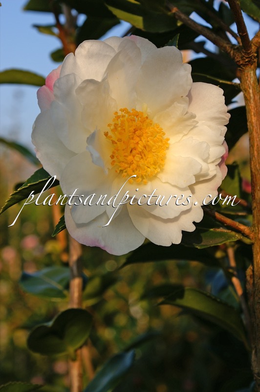 Camellia ‘Winter’s Cupid’