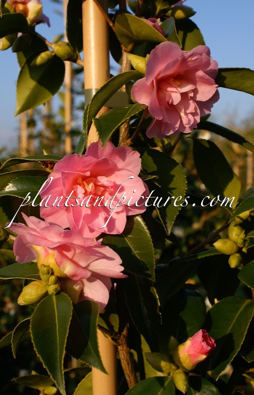 Camellia ‘Winter’s Beauty’