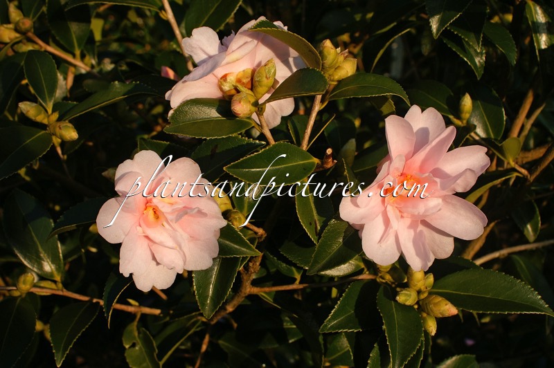 Camellia ‘Ashton’s Pink’