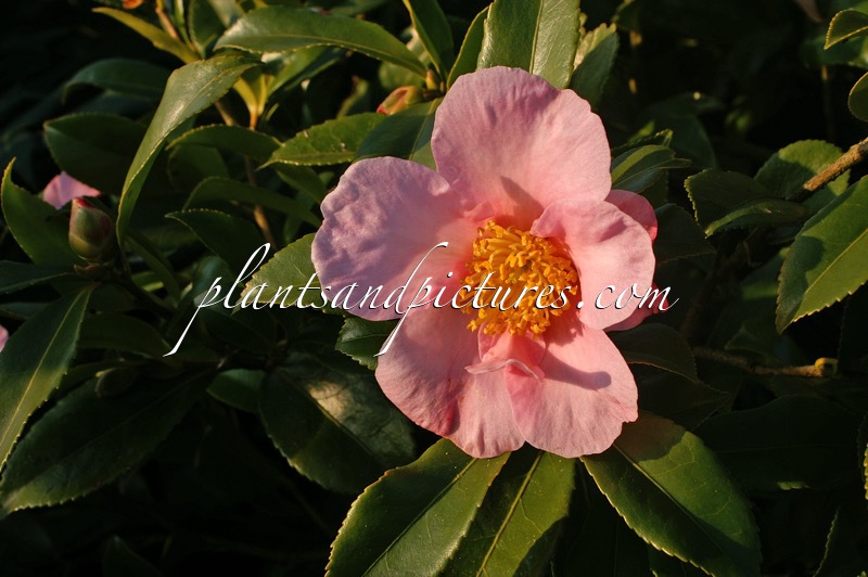 Camellia ‘Winter’s Star’