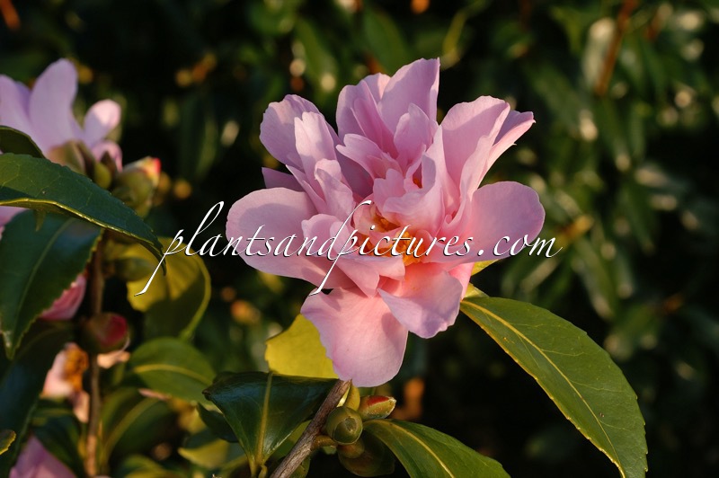 Camellia ‘Winter’s Ballet’