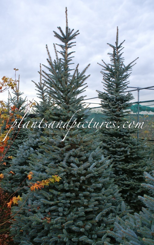 Picea pungens ‘Fat Albert’