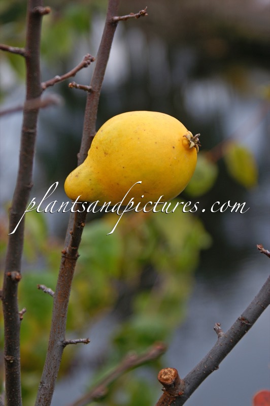 Pseudocydonia sinensis