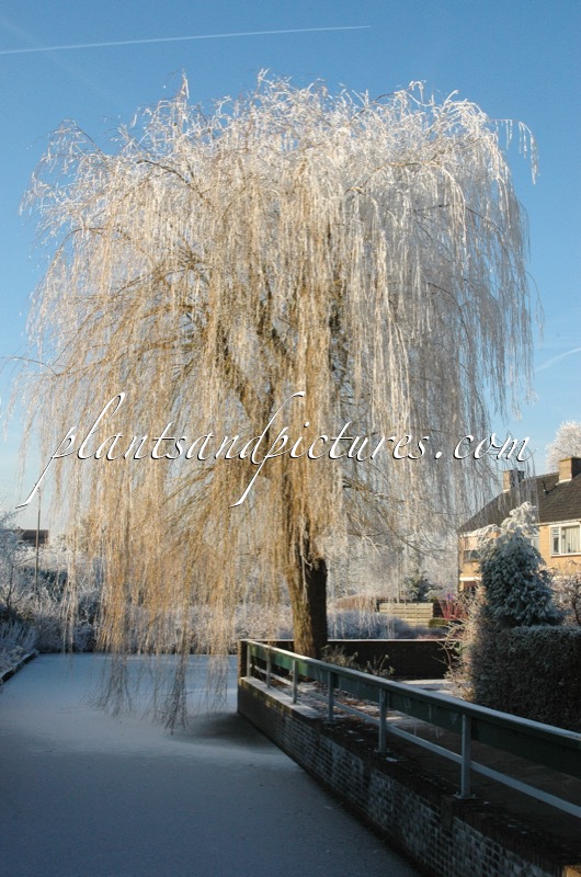 Salix sepulcralis ‘Chrysocoma’