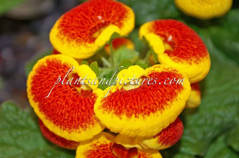 Calceolaria