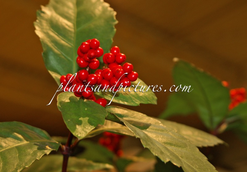 Sarcandra glabra ‘Tateyamabeni’