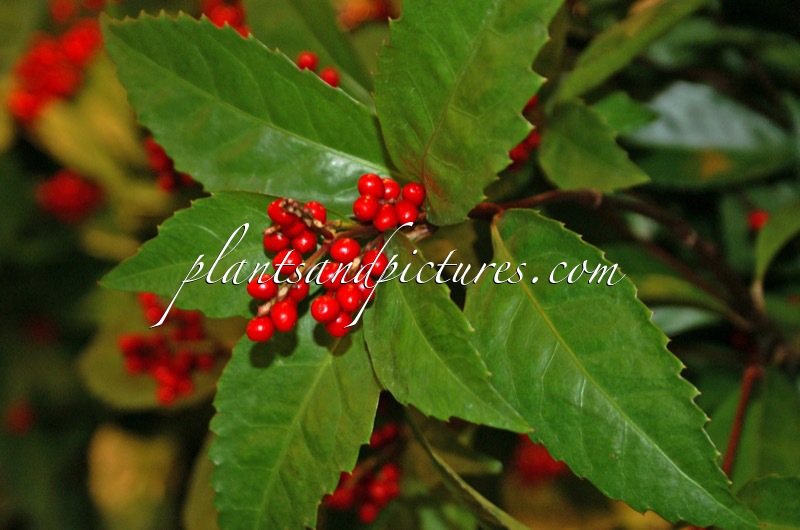 Sarcandra glabra ‘Tateyamabeni’