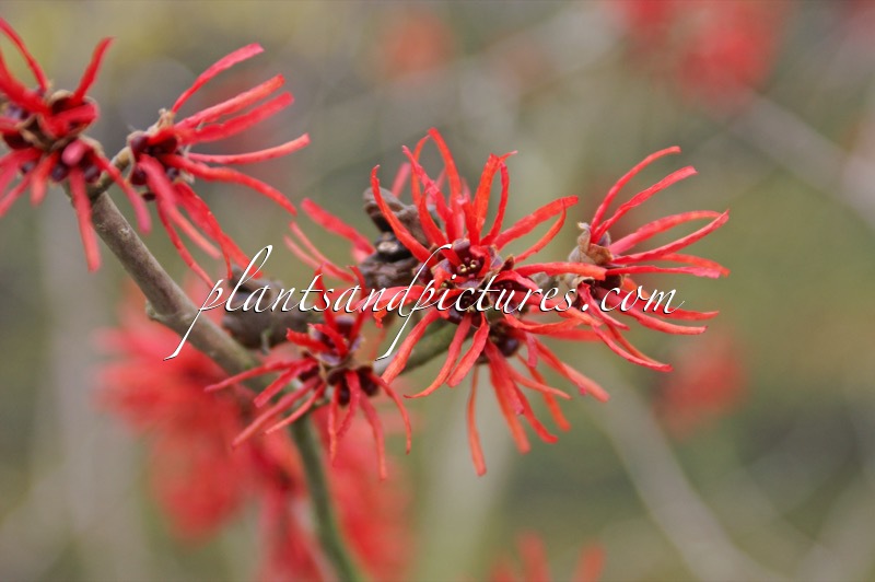 Hamamelis intermedia ‘Twilight’
