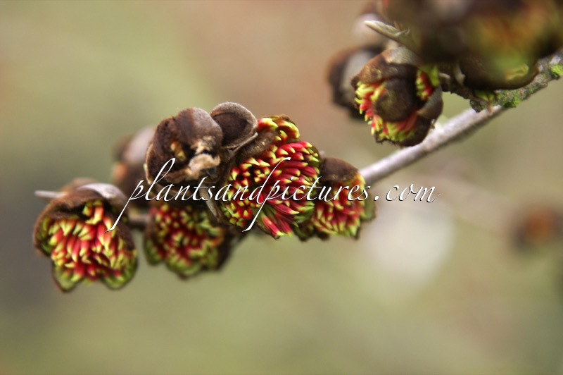 Sycoparrotia semidecidua