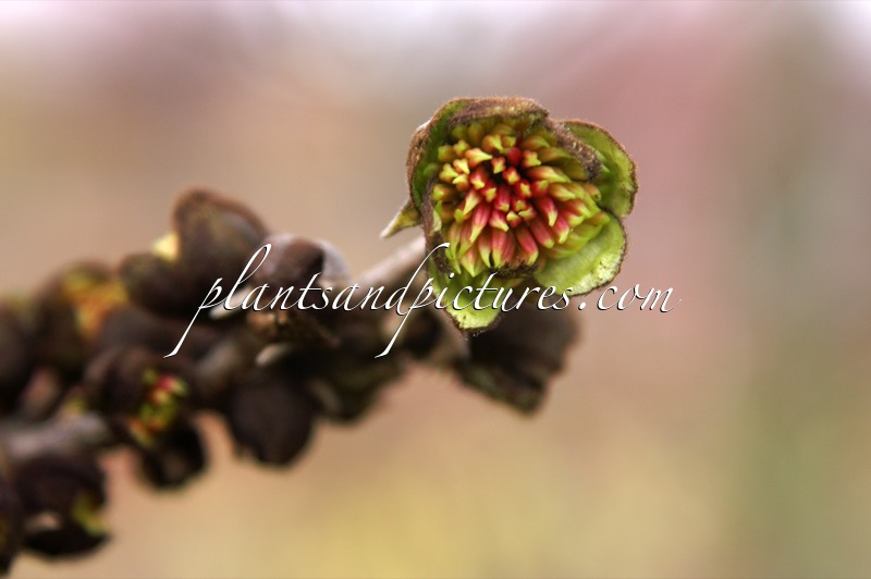 Sycoparrotia semidecidua