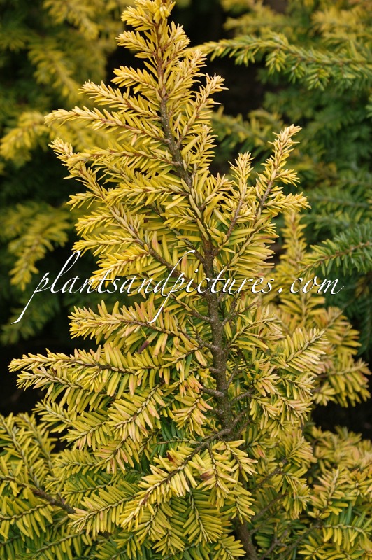 Tsuga canadensis ‘Everitt’s Golden’