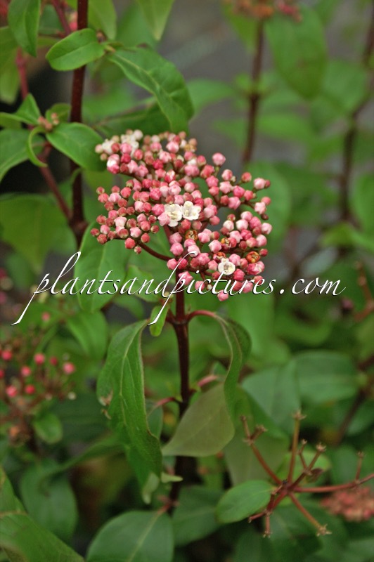 Viburnum tinus ‘Spring Bouquet’