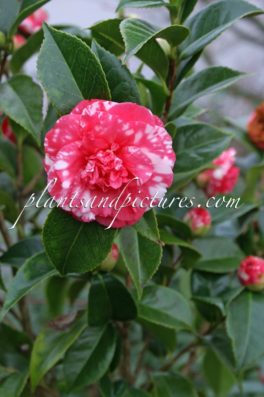Camellia japonica ‘Daïkagura’