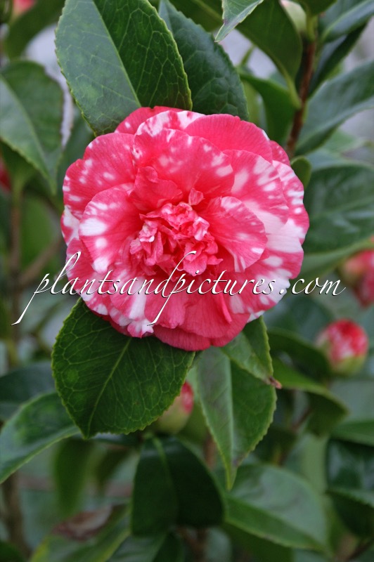 Camellia japonica ‘Daïkagura’