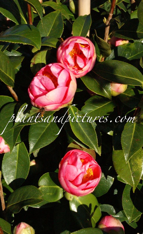 Camellia ‘Spring Frill’